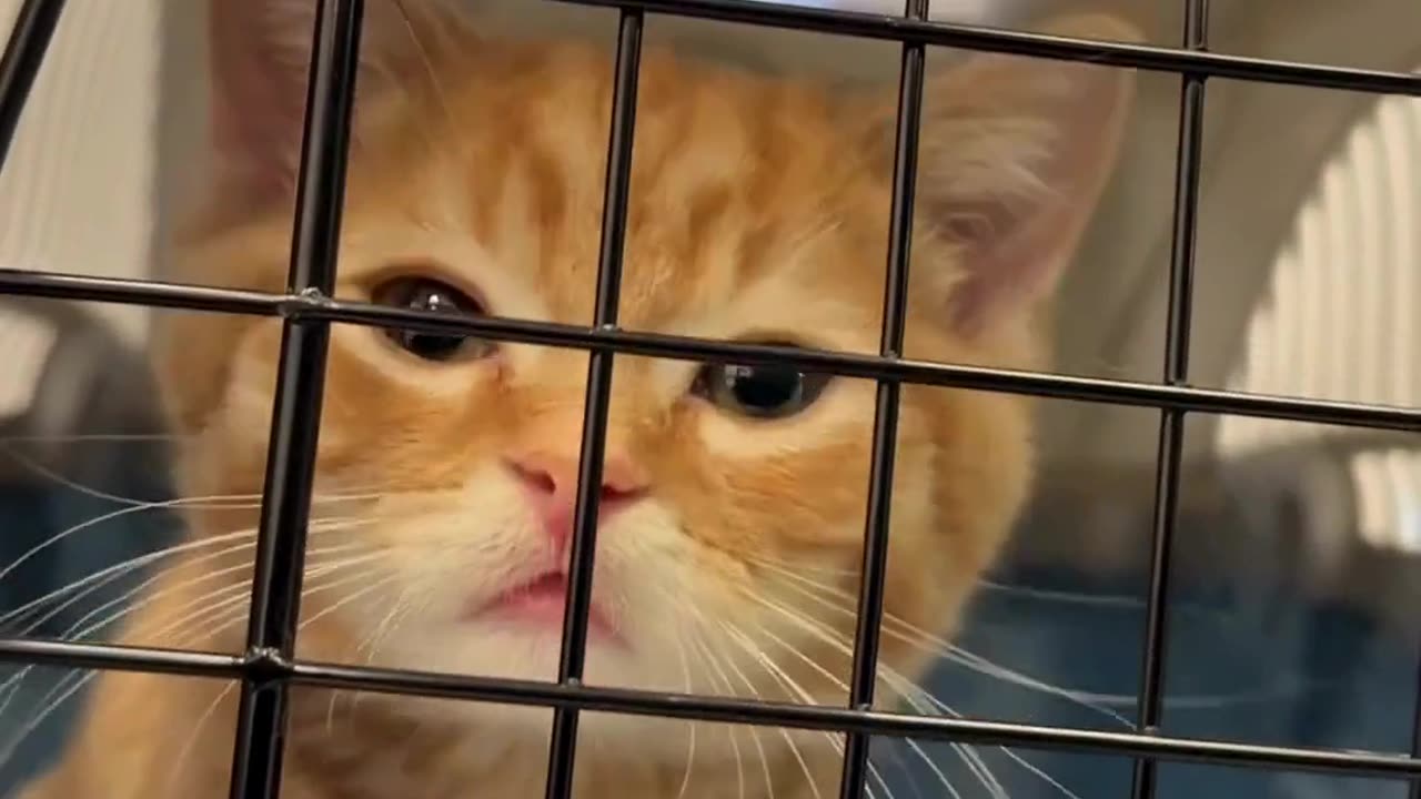 Cute Cats & Funny Cats 😍😍😅😅 #cats #reels #shorts #viral #pets #mmvcats