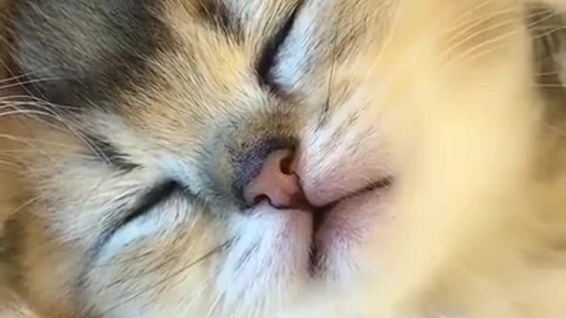 Tired kittens sleep