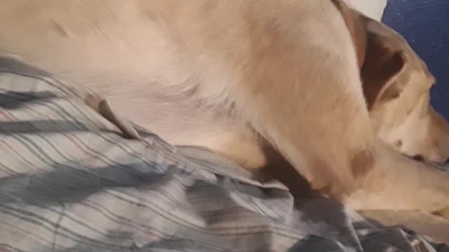 cute dog sleeling 2019