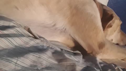 cute dog sleeling 2019