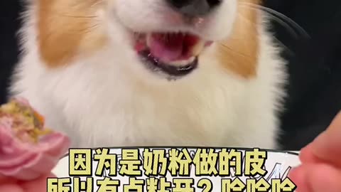 Corgi dog eats puppy moon cake, cute breeder