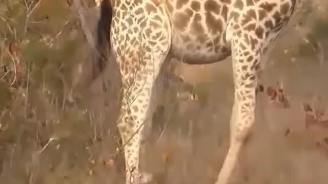 Giraffe giving birth to baby shorts_1080p