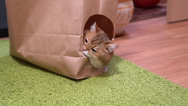 Paper bag