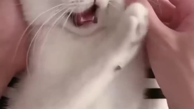 🤣😹Best Funny Pet Animals Viral Clips--_🤣😹😂funny Cute Cats 😂shorts Video🤣🤣trending 😹animals😹