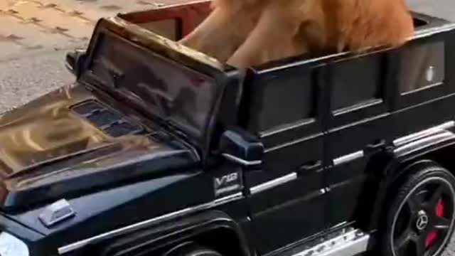 Cutest pet in this world