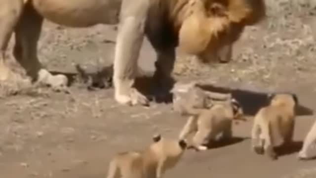 they don't have mom | animal videos