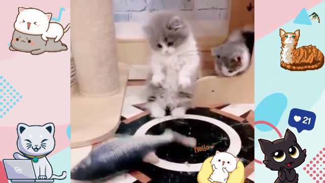 Funny Compilation Of Unusual Cat Behavior - Funniest 😻 Cats - Try Not To Laugh 🤣