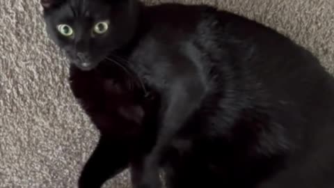 Adopting a Cat from a Shelter Vlog - Cute Precious Piper Likes Rolling Around and Stretching #shorts