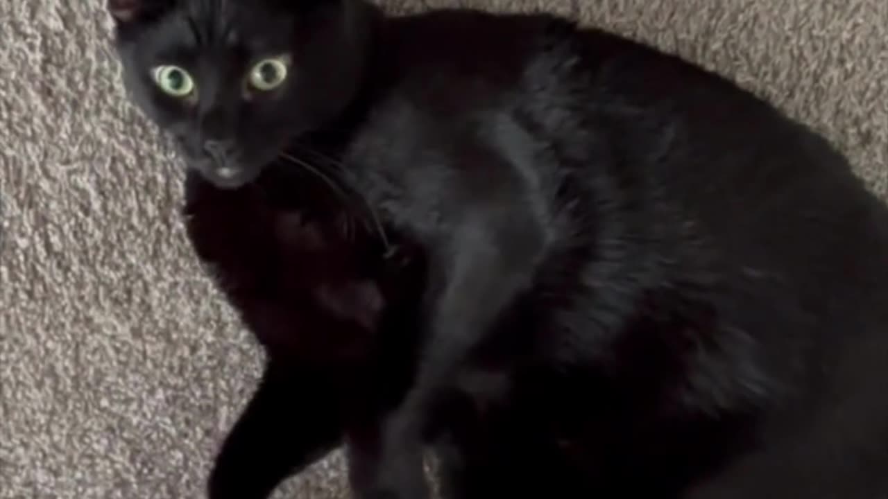 Adopting a Cat from a Shelter Vlog - Cute Precious Piper Likes Rolling Around and Stretching #shorts