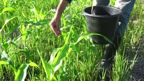 Teknologi Budidaya Jagung