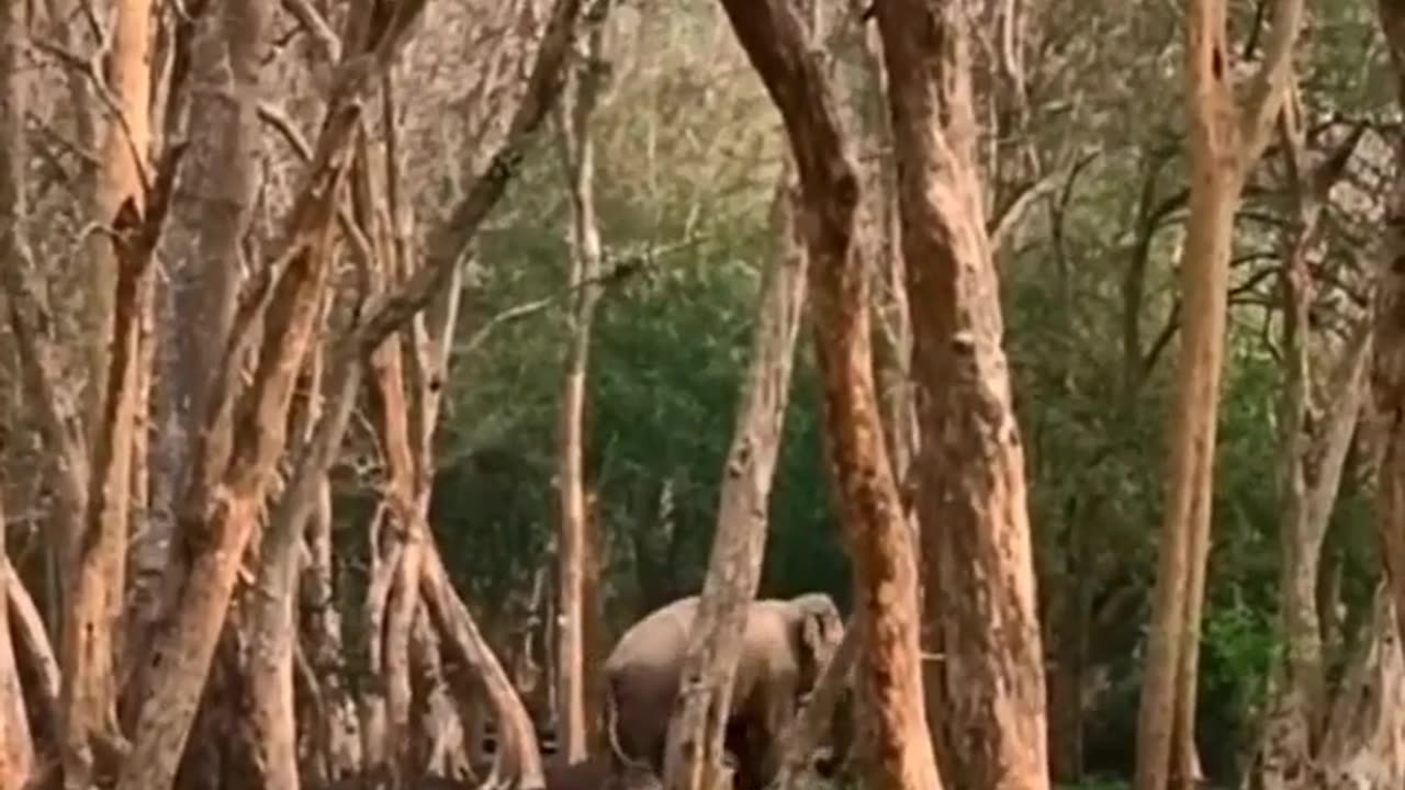 Wildlife in closer view with a natural perspective.