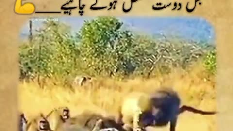 Dost nasli hona zarori hai