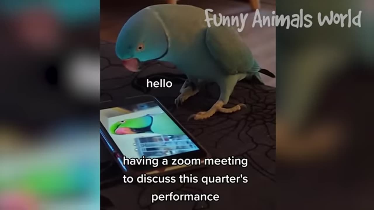 Funniest Dogs And Cats Videos 😁 - Best Funny Animal Videos 2023