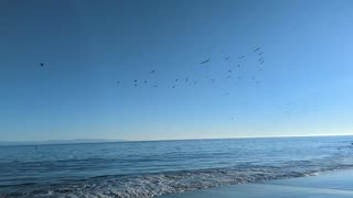 Pelicans Love Capitola