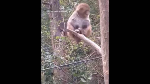 Funny Animal video.