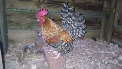 Rooster Helping To Care For Chicks