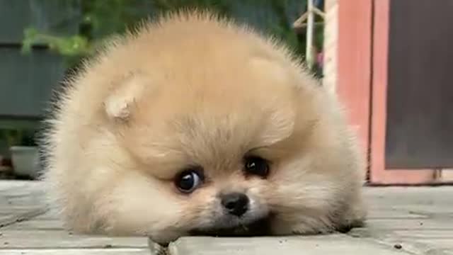 cute baby dog video