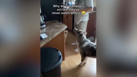Cat funny reaction