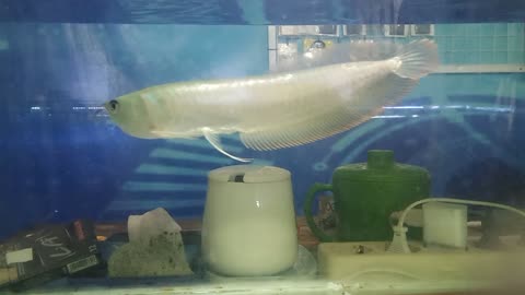 Arwana Silver Fish