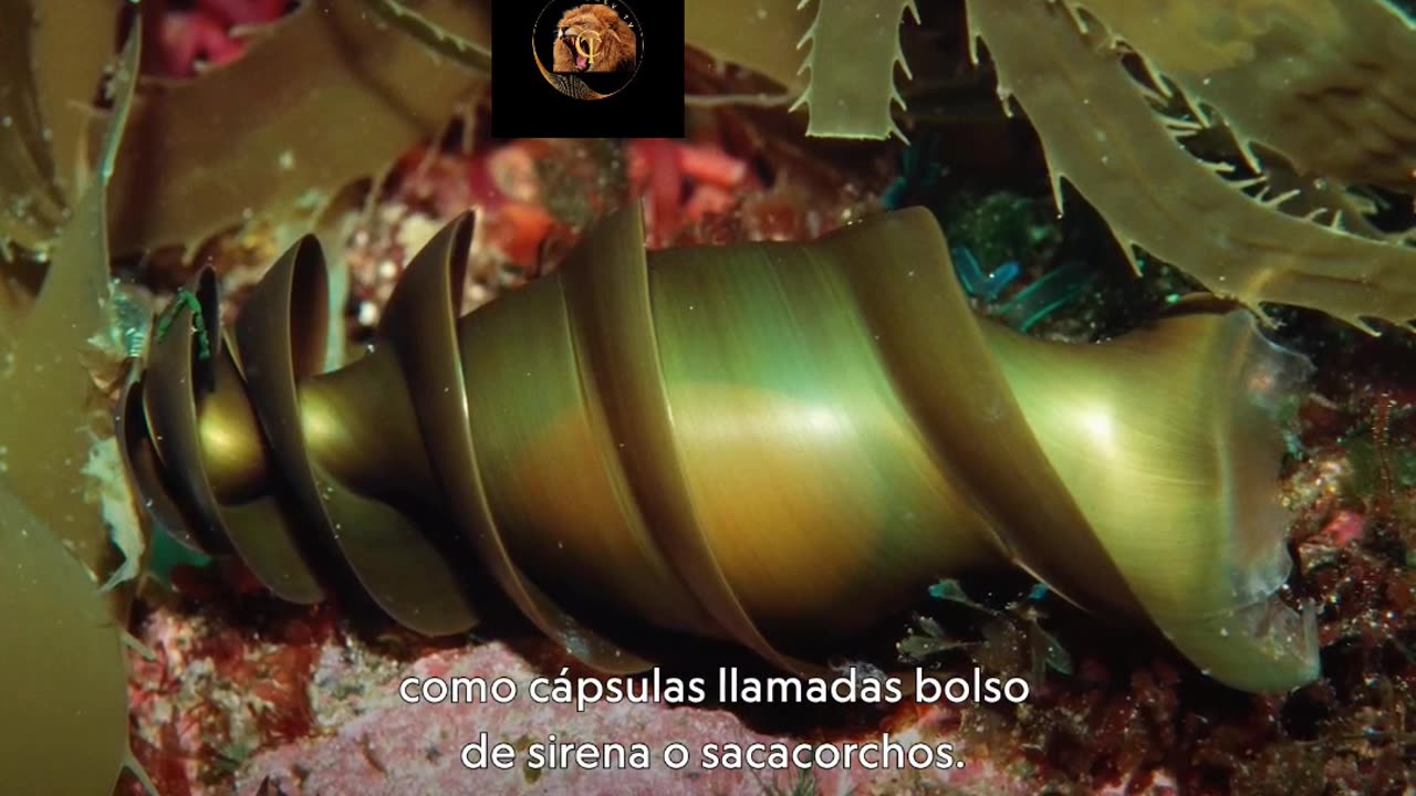 Tiburón o Megalodon