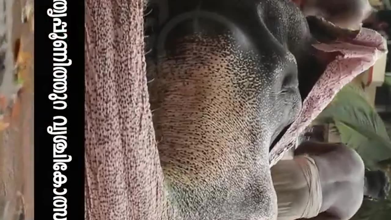 തിരുവമ്പാടി ചന്ദ്രശേഖരൻ