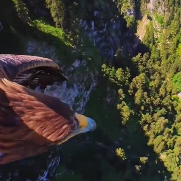 Golden eagle