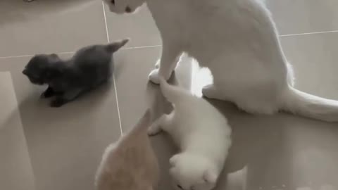 My Cut Mother Cat Looking Her Cute Baby's
