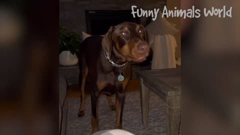 Funny video