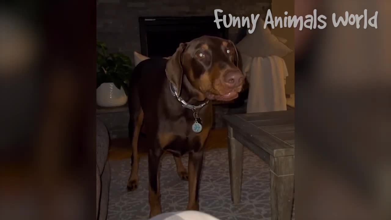 Funny video