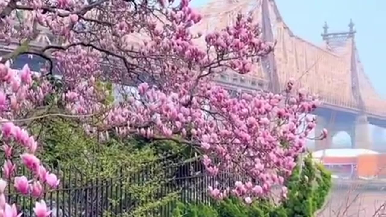 Magnolia Magic at Sutton Place Park with the Ed Koch Queensboro Bridge