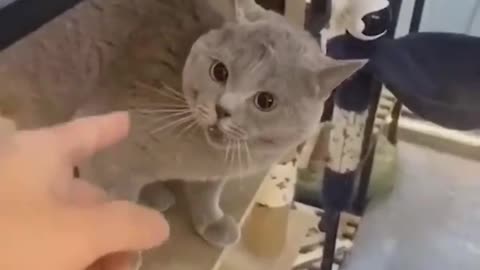 Cute little cat