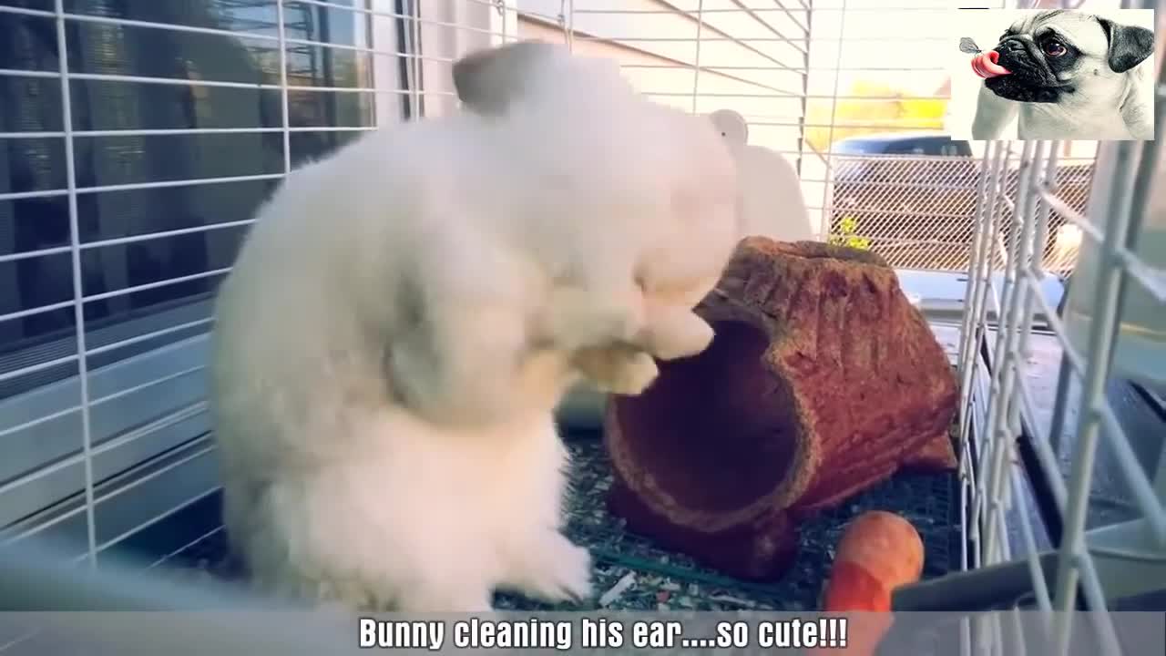 Cute baby bunnies washing their face is the most beautiful thing to see