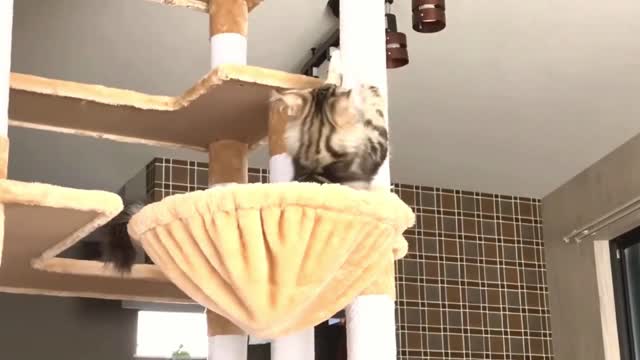 An Image Of A Maine Coon Cat And Its Cat Tree