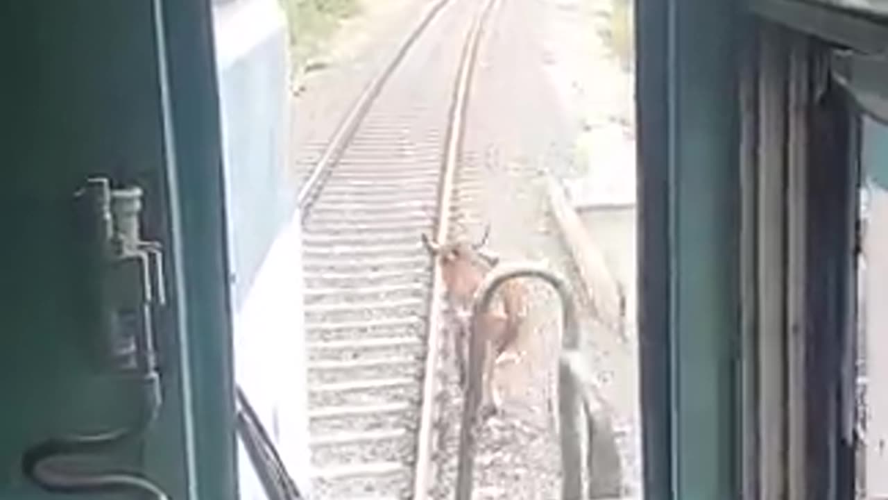 See how train driver saves cow nice