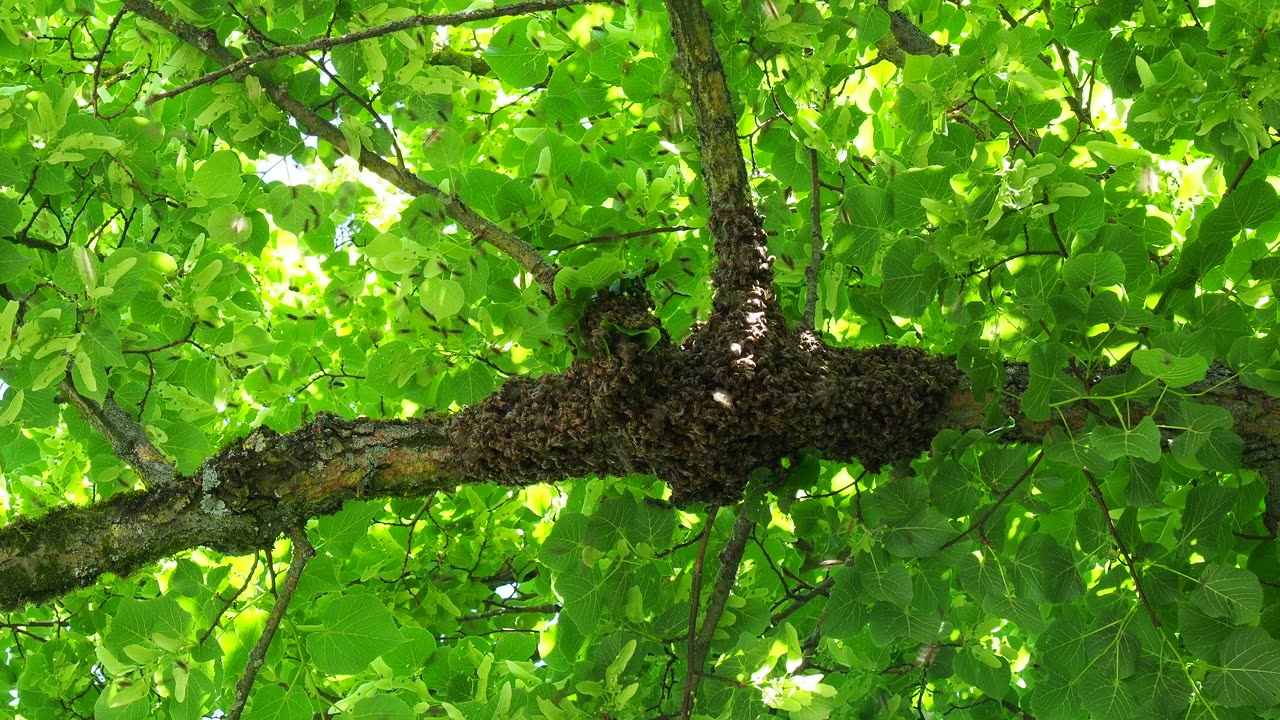 Swarms of Bees On Limb