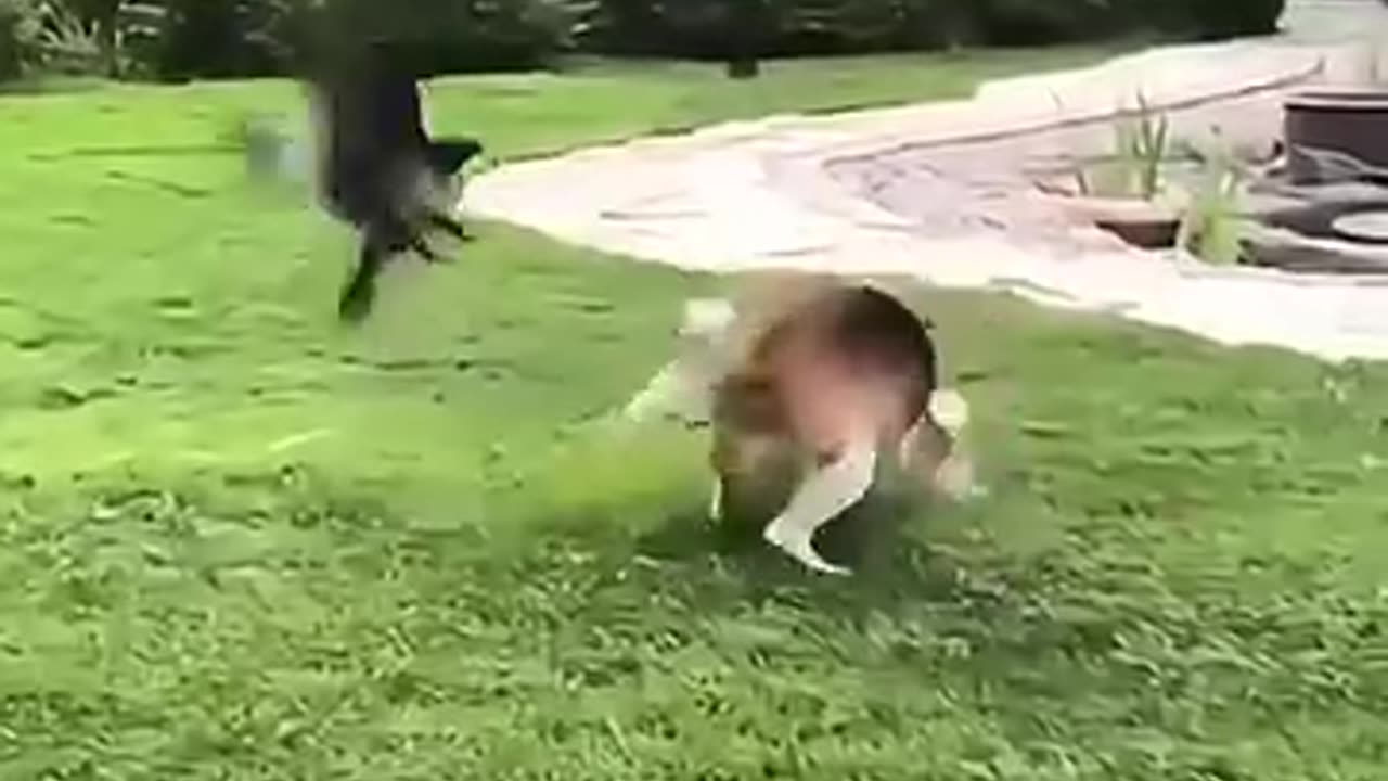 Bird vs. Dog: The Ultimate Funny Face-Off