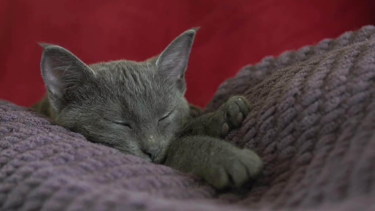 Kitten sleeping on person