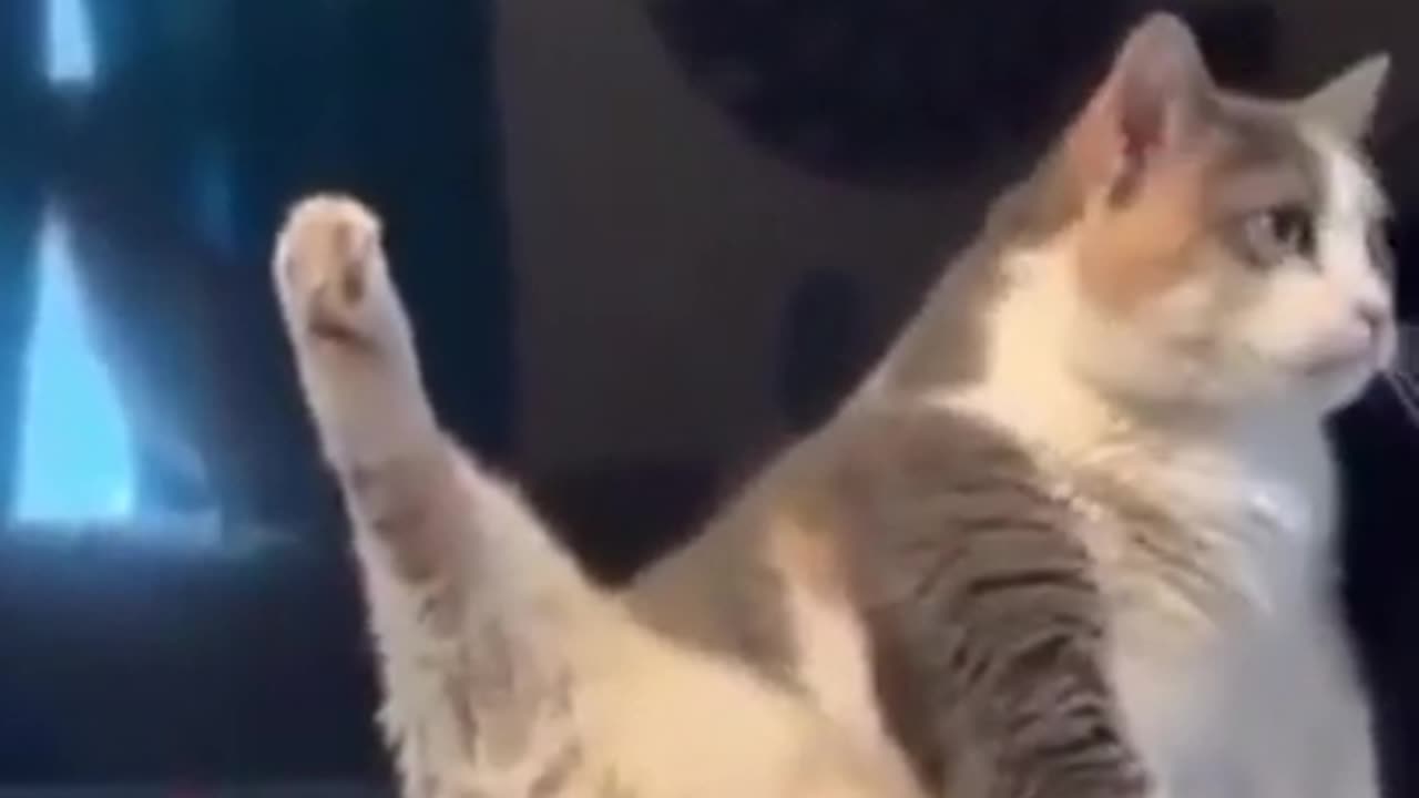 The Best Funny Cat Videos Of The 2023 - Funny Cats Compilation #45