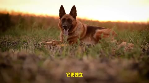 Differences between male and female dogs
