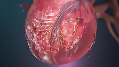 The heart.