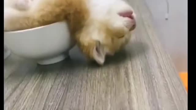 This lazy cat is sleeping really soundly