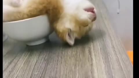 This lazy cat is sleeping really soundly