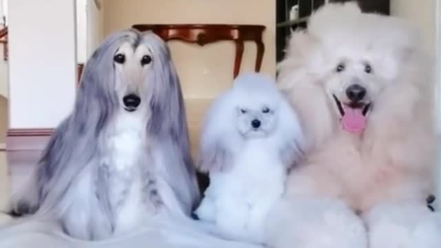 When you see these three dogs, which one do you like better?