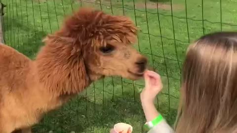 A girl feeds an alpaca with a carrot