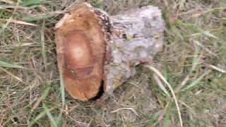 Pine fatwood