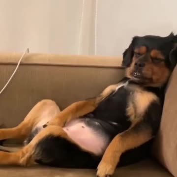 #funnyanimalvideos #cuteanimal #cute #animalmeme #animalvideo