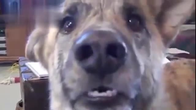 DOG FUNNY VIDEO |LOCK DOWNLN LAG GAYE