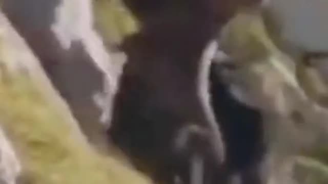 ride it like a rodeo