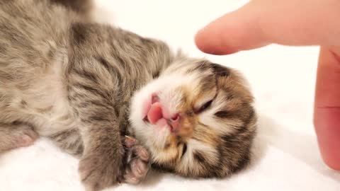 A hungry and defenseless kitten won't wake up no matter what you do