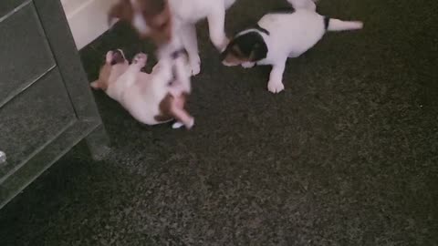 Mini Jack Russell Pups Having Playtime